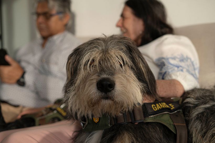 Mi proyecto del curso: Fotografía lifestyle de perros 8