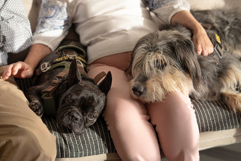 Mi proyecto del curso: Fotografía lifestyle de perros 9