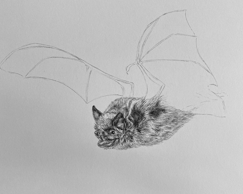 Drawing a Bat, Step-by-Step 1