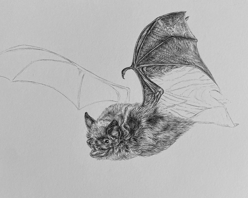 Drawing a Bat, Step-by-Step 1