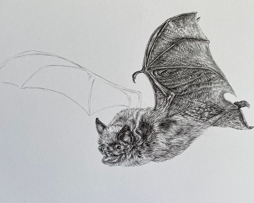 Drawing a Bat, Step-by-Step 1