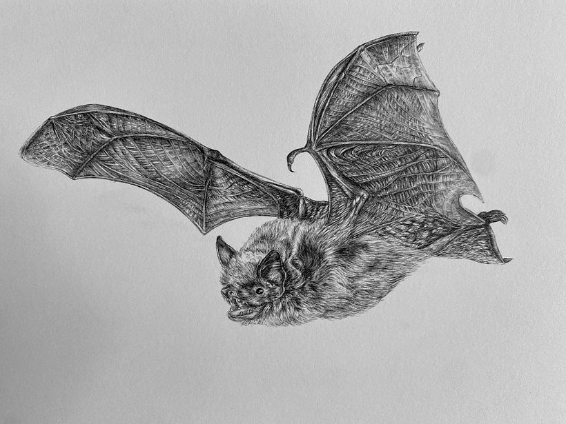 Drawing a Bat, Step-by-Step 1