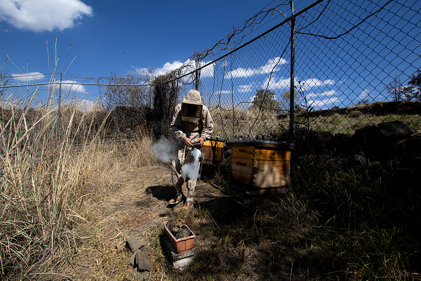 ¿De dónde viene la miel? 2