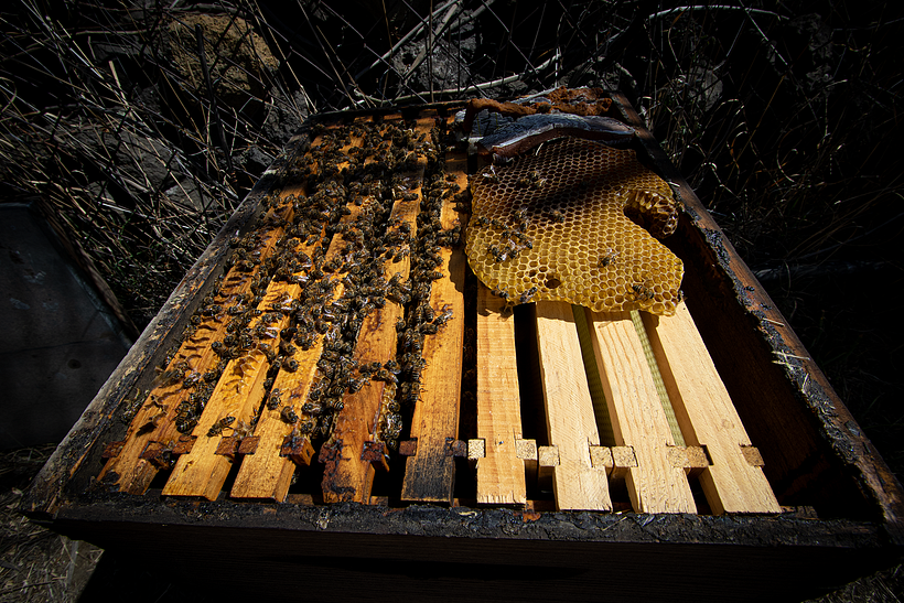 ¿De dónde viene la miel? 3