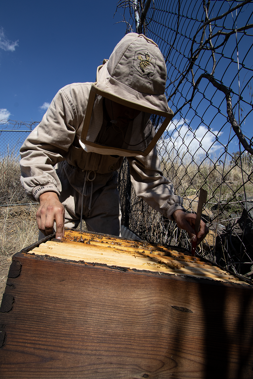 ¿De dónde viene la miel? 4