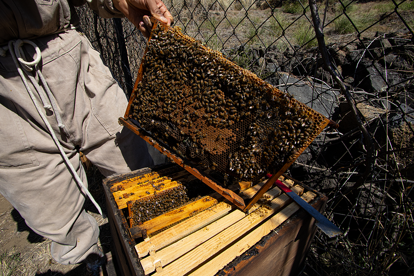 ¿De dónde viene la miel? 5