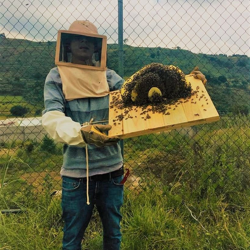 ¿De dónde viene la miel? 1