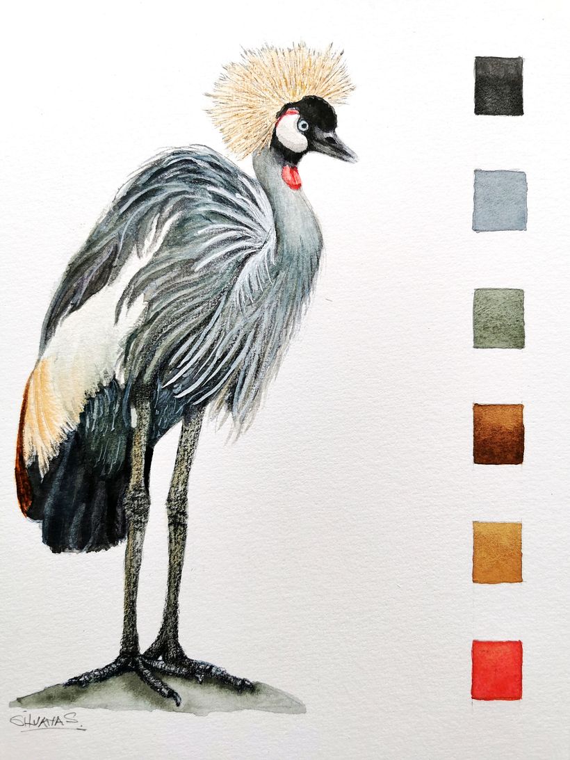 Illustration de grue couronnée à l'aquarelle 5