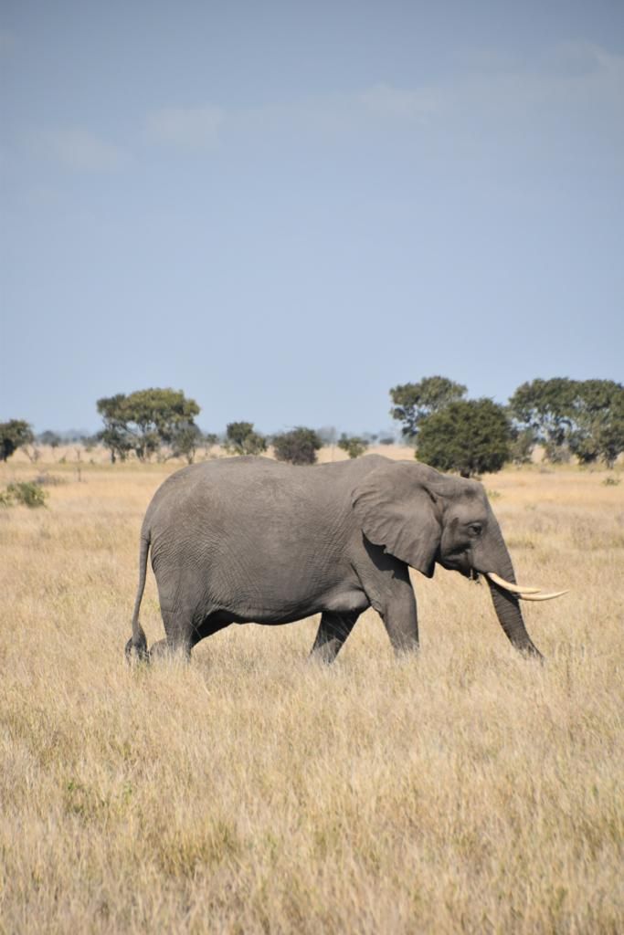 The Elephant is in the Eye of the Beholder 1