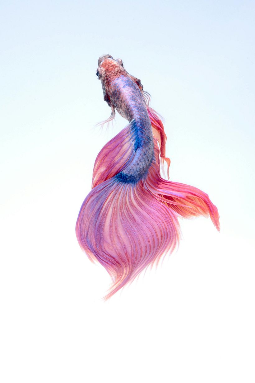 Hybrid Creatures: Merging Wildlife Through Digital Manipulation 2
