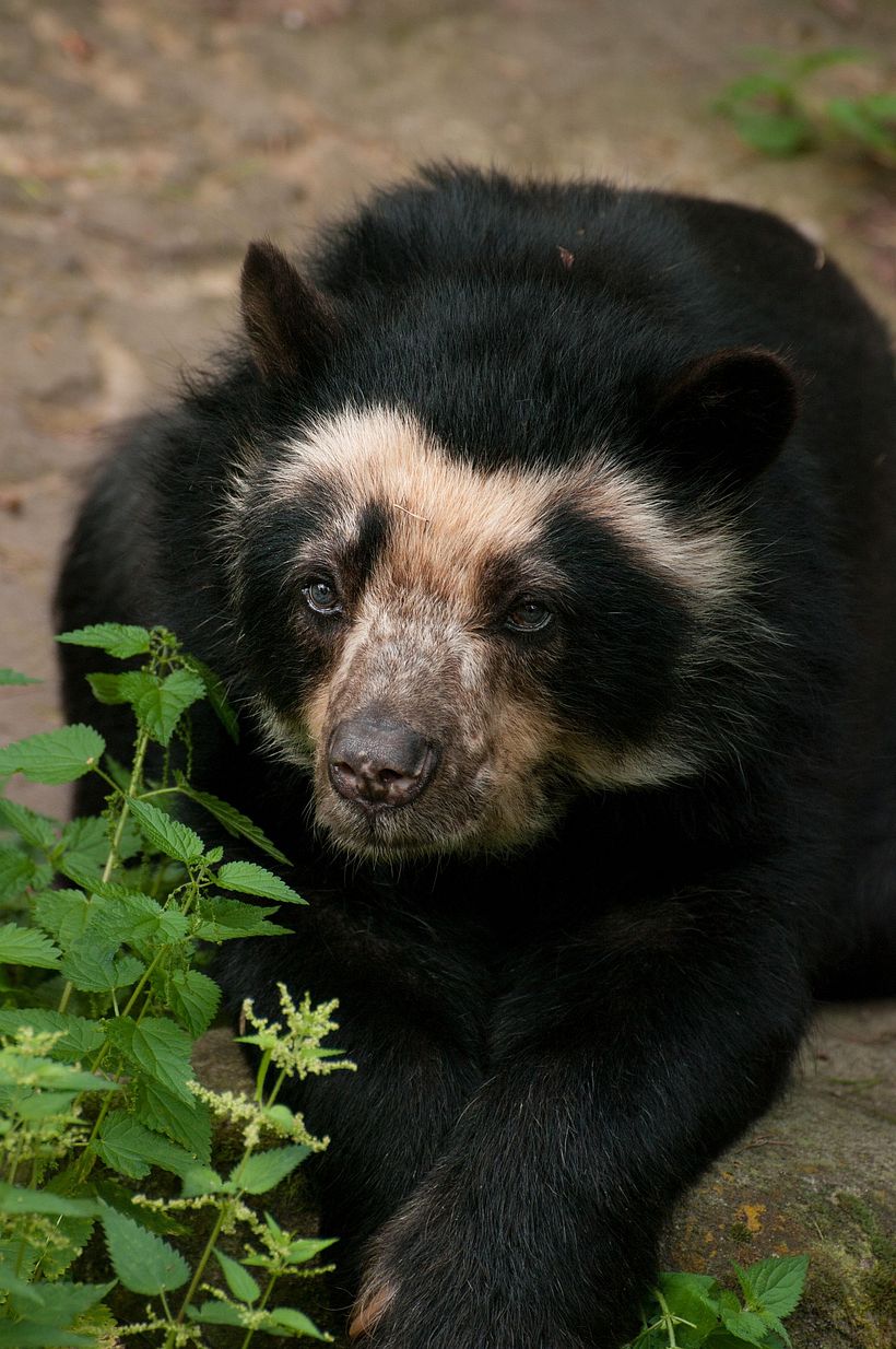 Ukumari: Oso de los Andes: Tremarctos ornatus 1
