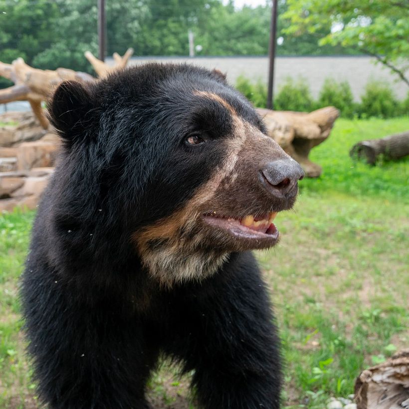 Ukumari: Oso de los Andes: Tremarctos ornatus 2