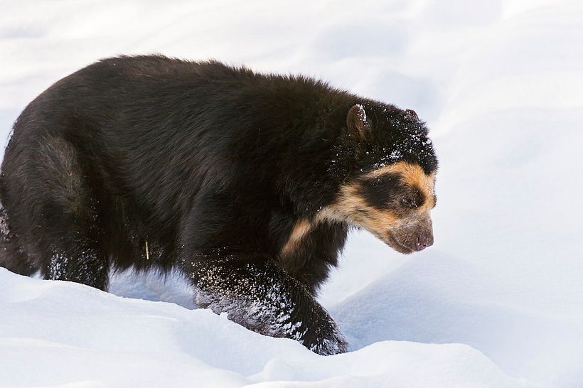 Ukumari: Oso de los Andes: Tremarctos ornatus 3