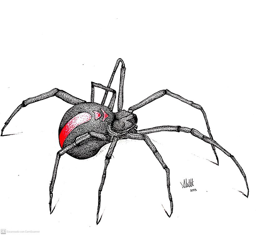 Desarrollo de ilustraciones 4