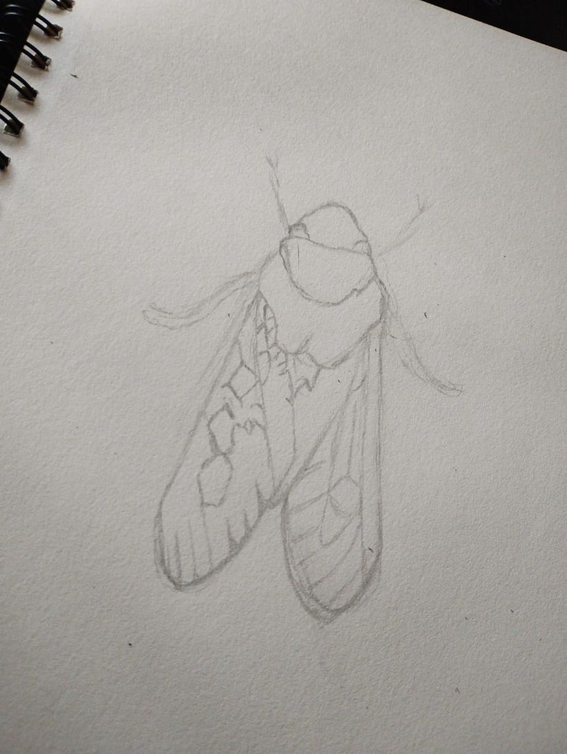 Desarrollo de ilustraciones 1