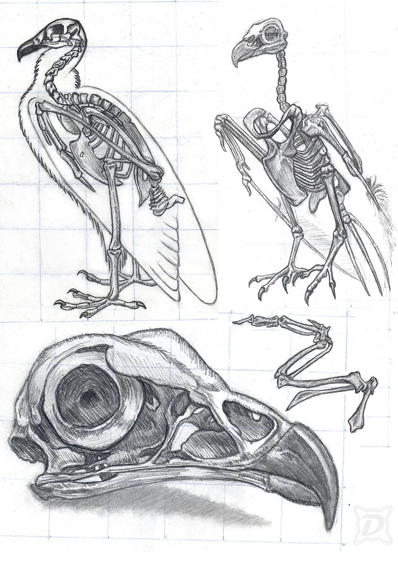 "Realistic Wildlife Images in Graphite Pencil"-Project_01 2