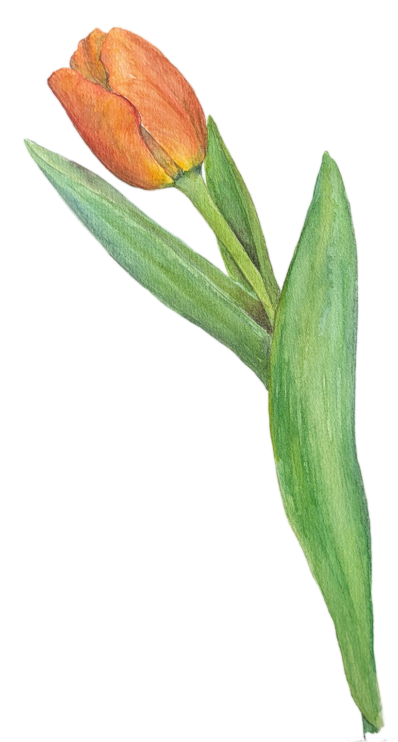 Tulip stationary set 1
