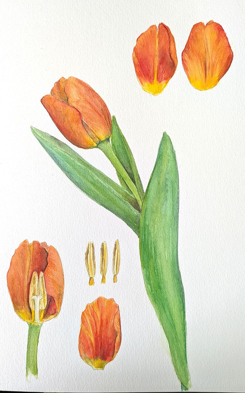 Tulip stationary set 1