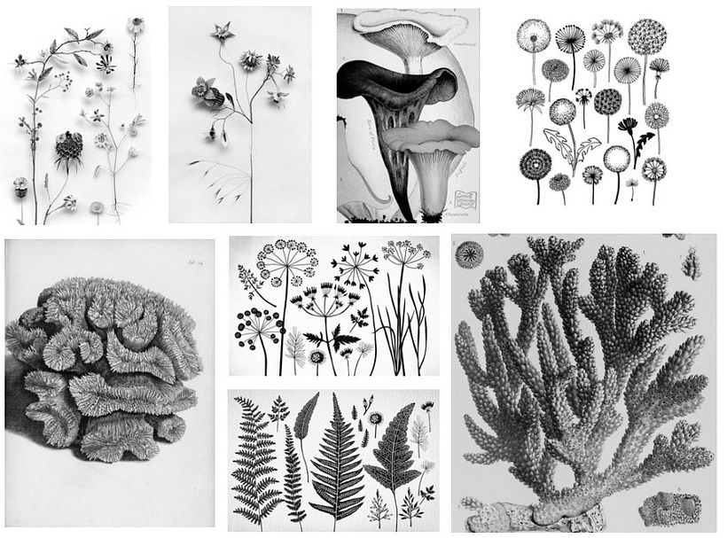 Plant & nature 1