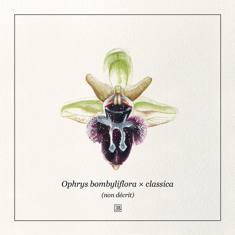 Orchidées à l'aquarelle 1