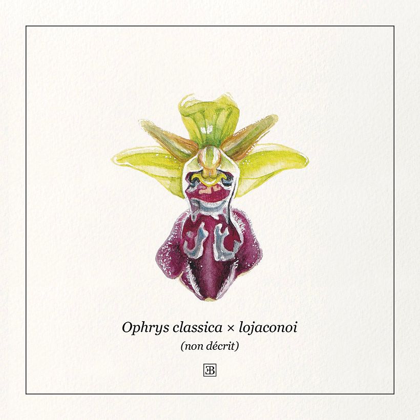 Orchidées à l'aquarelle 2