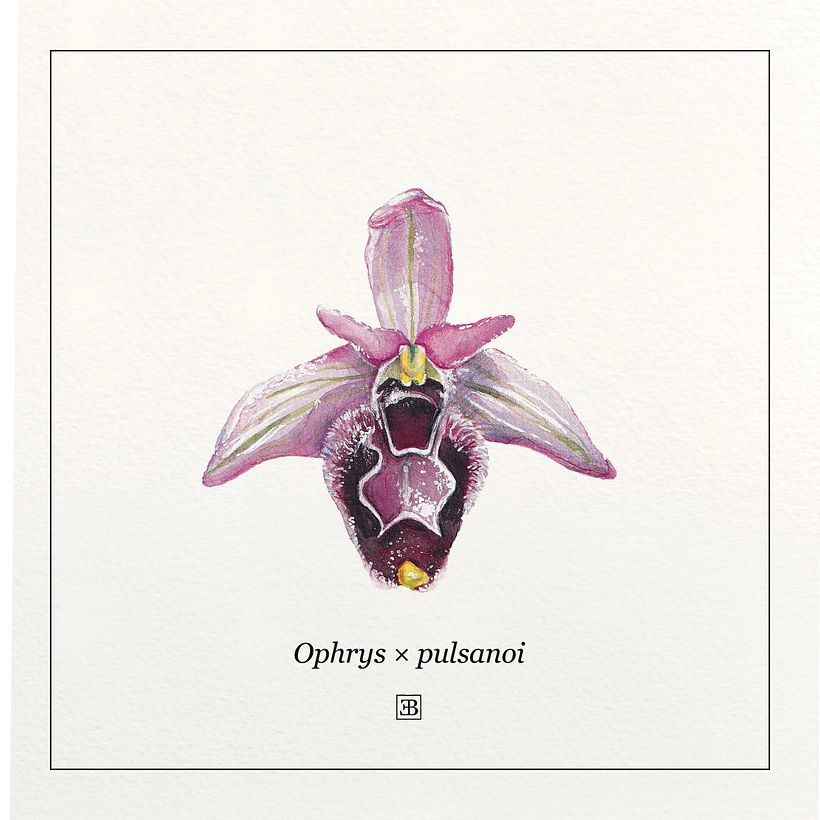 Orchidées à l'aquarelle 3
