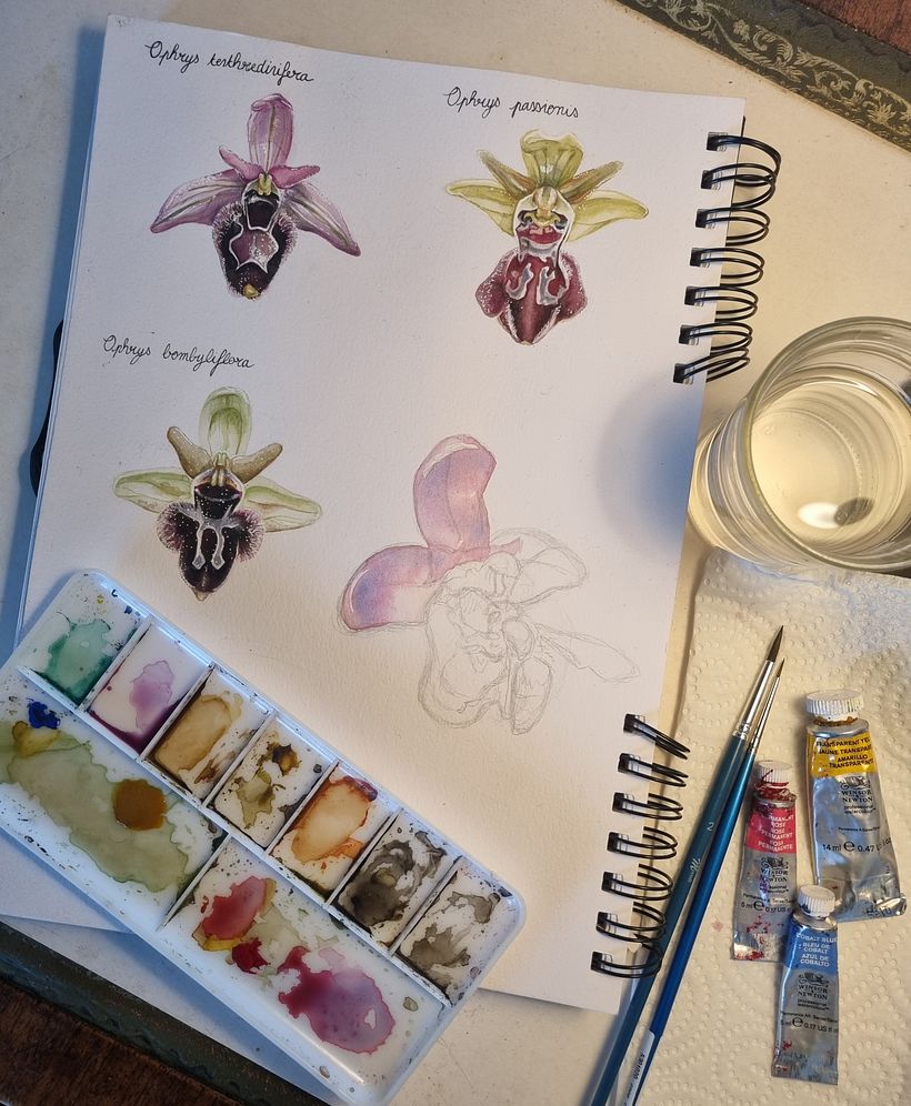 Orchidées à l'aquarelle 1