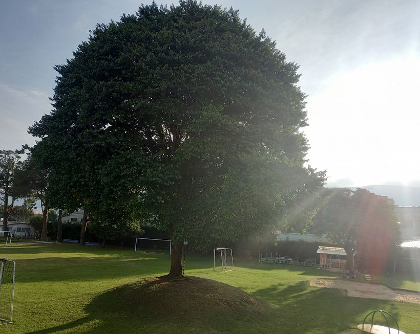 ¿Por qué existen las semillas? 1