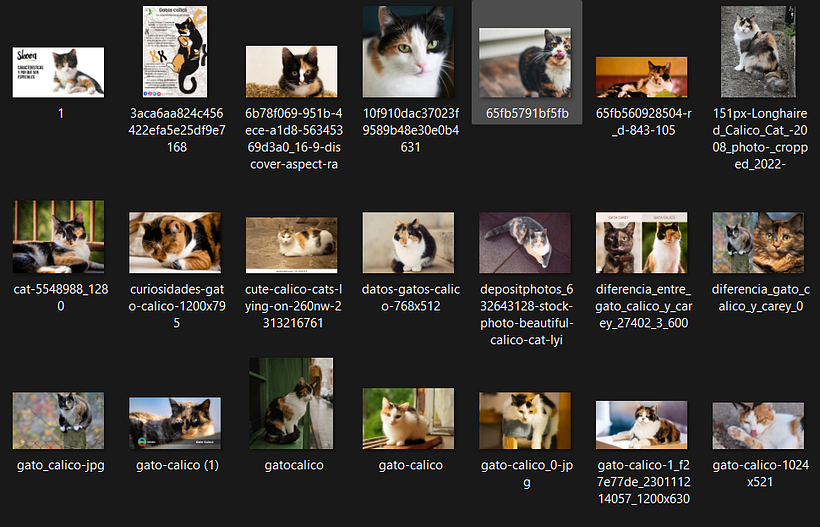 Proyecto de IA diferenciador calicó vs tuxedo 1