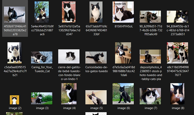 Proyecto de IA diferenciador calicó vs tuxedo 1