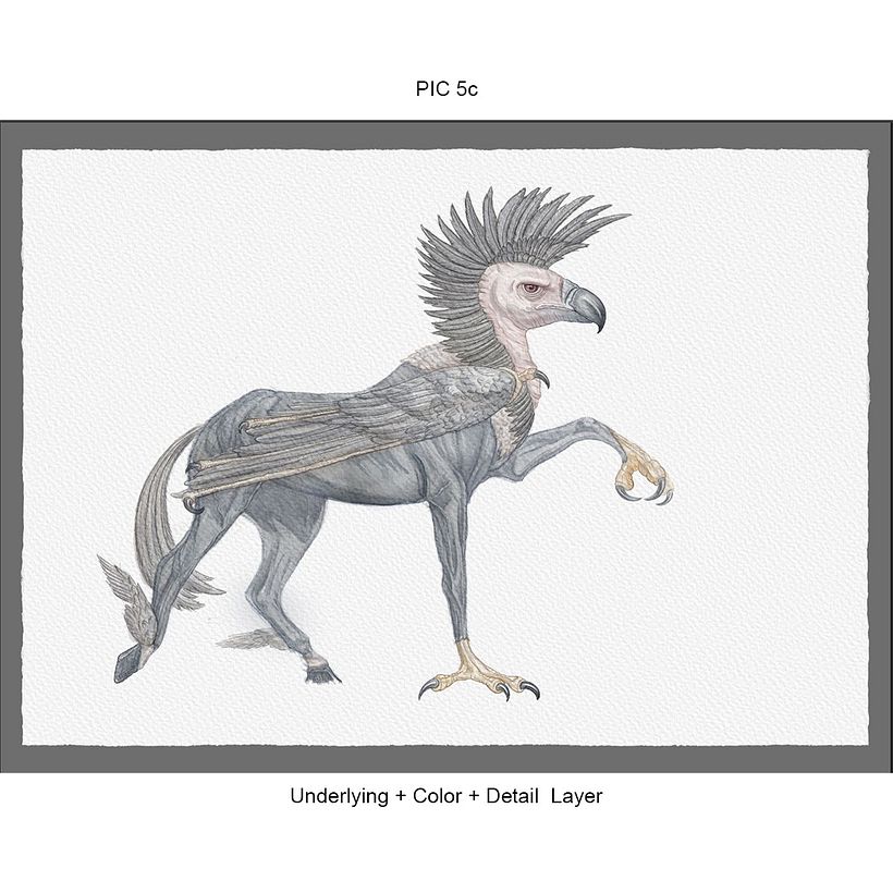 Criação/Ilustrações Originais - “Ilustração Científica de Animais em Aquarela” - Digital Redux 3