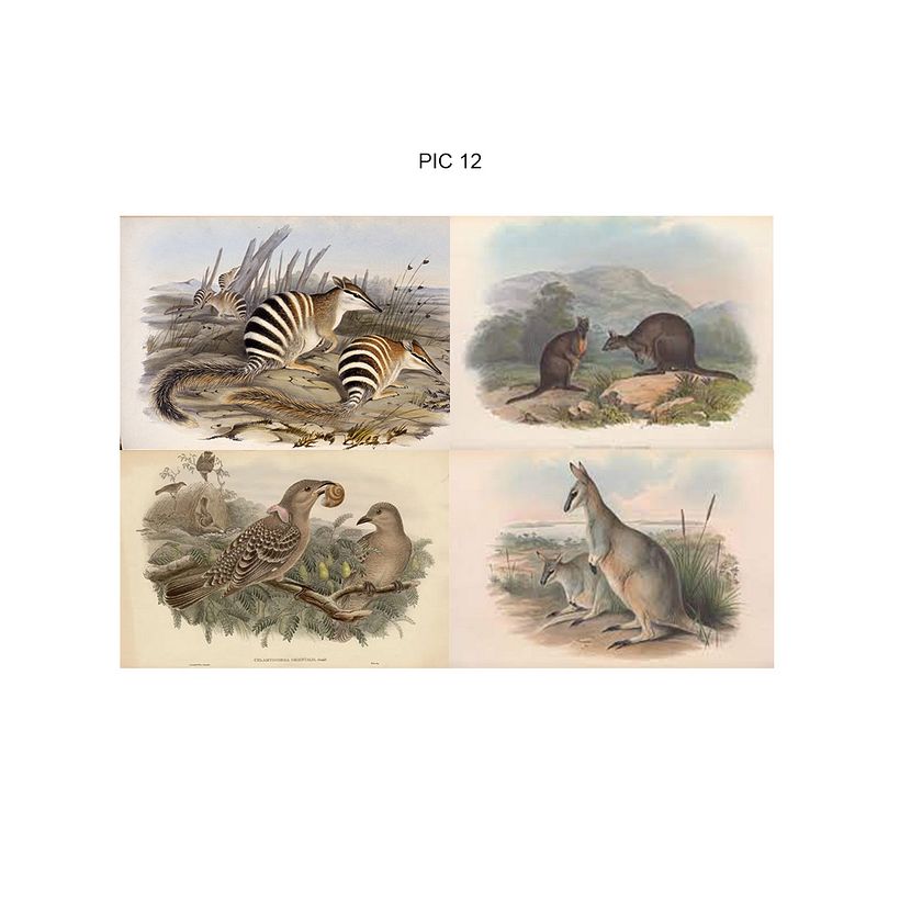 Criação/Ilustrações Originais - “Ilustração Científica de Animais em Aquarela” - Digital Redux 1