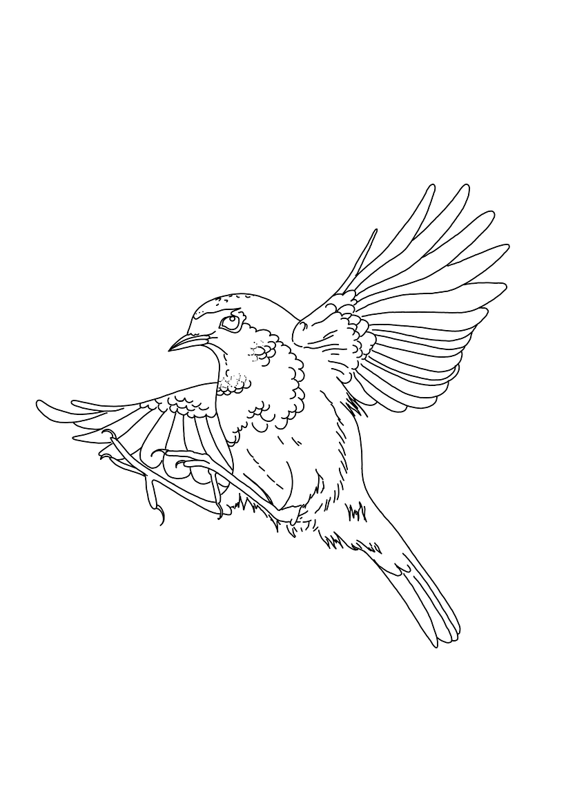 Rotkehlchen Blackwork 2