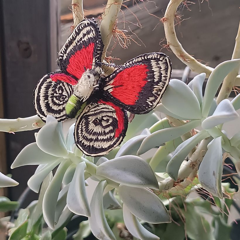 Mariposa / Érase una vez un florero 3