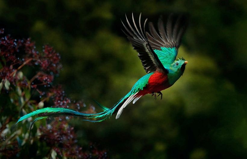 Vitral Quetzal 1