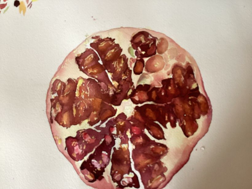 Watercolour study of pomegranate 1