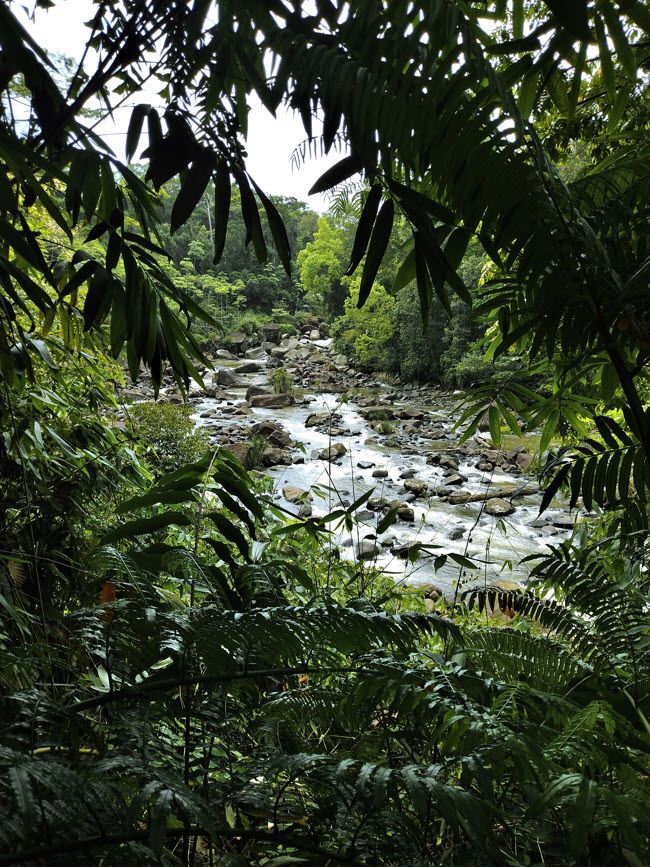 Into the jungle 1