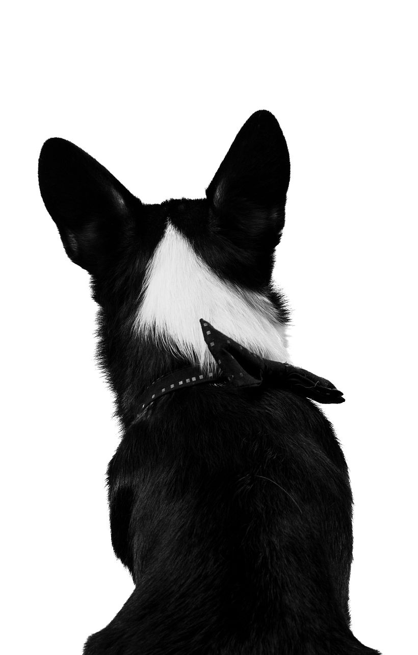 El es mi gato la inspiración en el área de mascotas. Fondo negro para contrastar 1