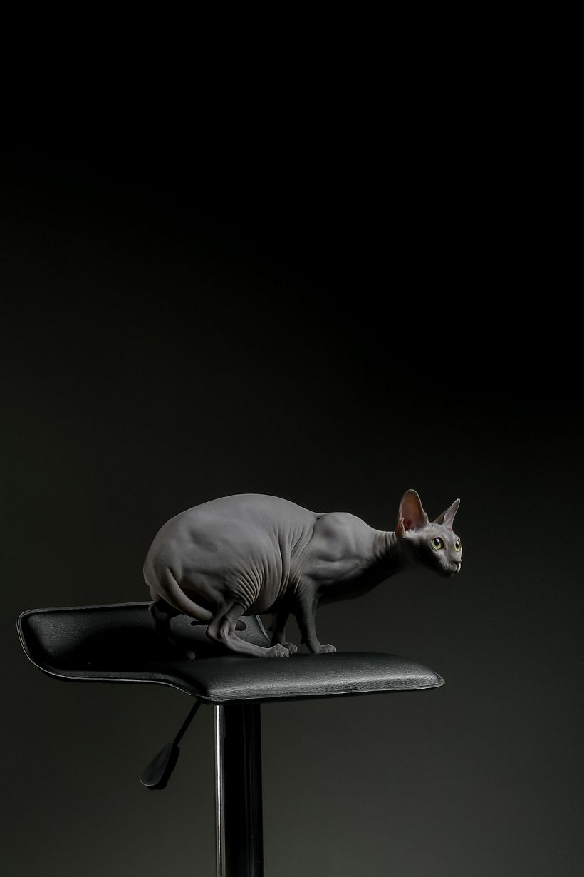 El es mi gato la inspiración en el área de mascotas. Fondo negro para contrastar 1