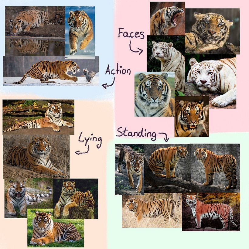 Creating a Tiger Character 1