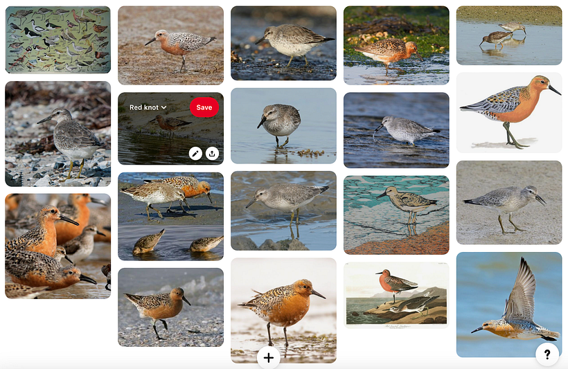 Red Knot 1