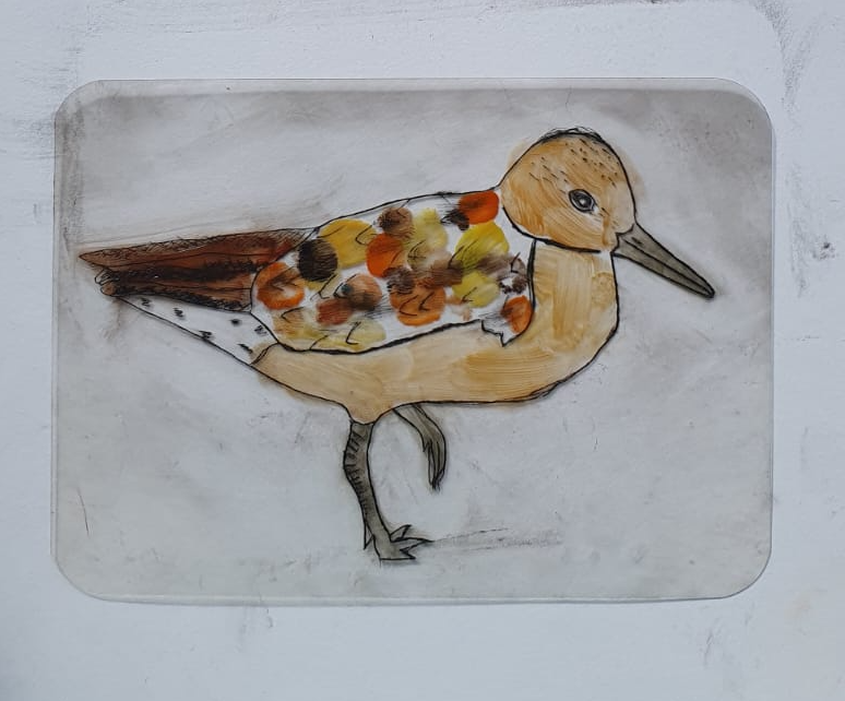 Red Knot 1