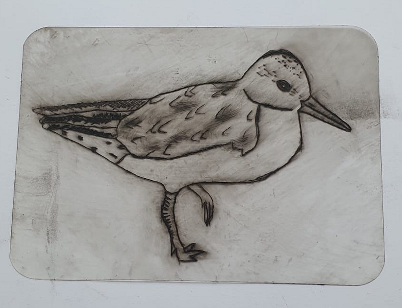 Red Knot 3