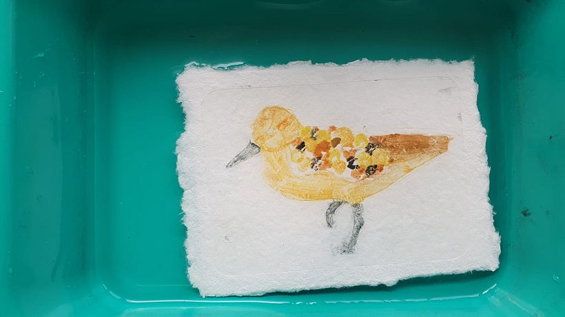 Red Knot 1