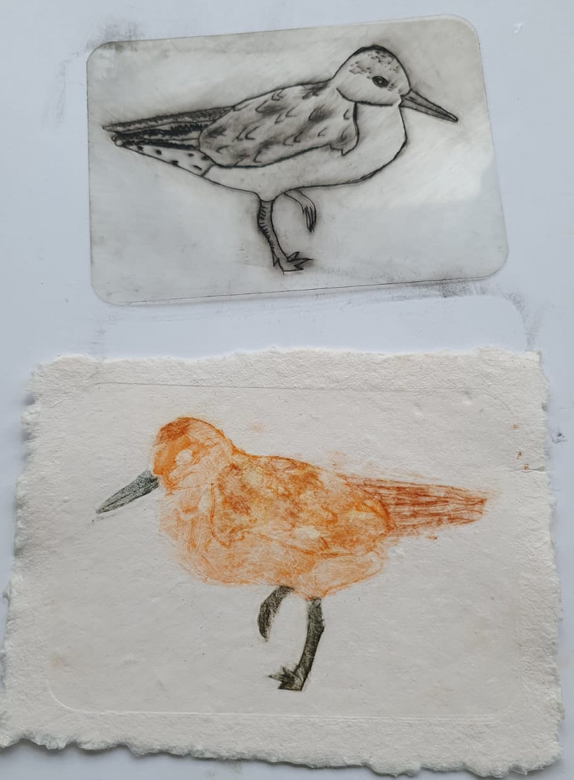 Red Knot 2