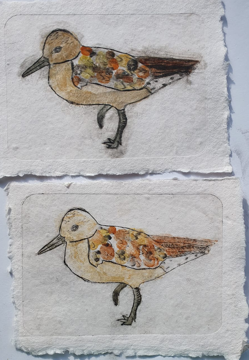 Red Knot 1