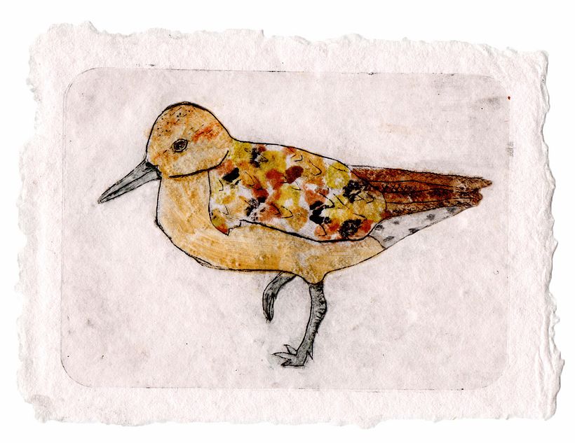 Red Knot 1