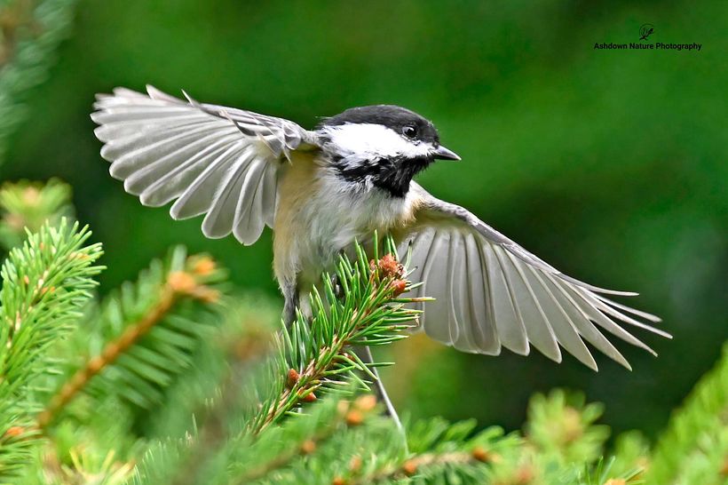 “Chickadee in Flight” 1