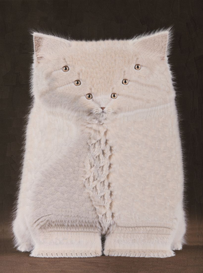 Cats, 2024, 2025 4