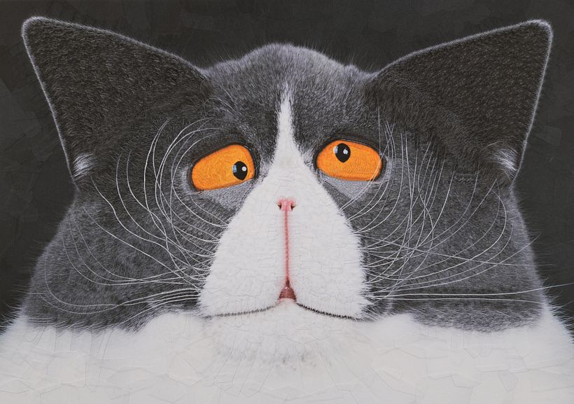 Cats, 2024, 2025 5